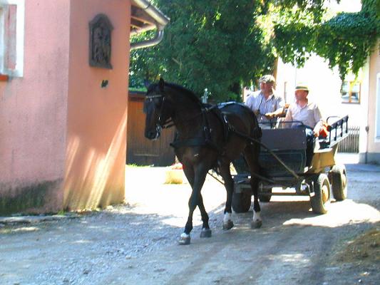 Kutschen Fahrkurs Fahrlehrgang
