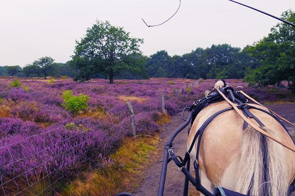 Fahrsport Jasmin Jentges